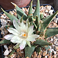 Ariocarpus trigonus