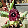 Huernia x pendurata