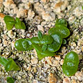 Monilaria moniliformis