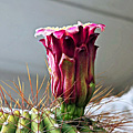 Neobuxbaumia polylopha fleur