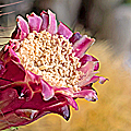 Neobuxbaumia polylopha fleur