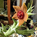 Orbea laticorona