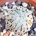 Pelecyphora aselliformis v. pectinata